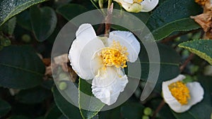 Flowers of the tea tree in the farm photo