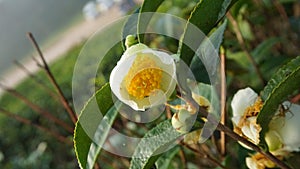 Flowers of the tea tree in the farm