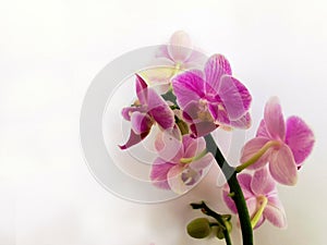 Pink orchid flowers on a white background photo