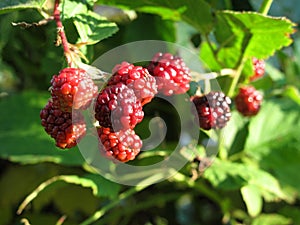 Detail of immature blackberries photo