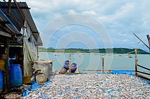 NGAPALI, MYANMAR- SEPTEMBER 25, 2016: The process of drying fresh fish in the sun, an ancient method of food preservation in