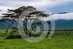 Ngorongora Crater Landscape