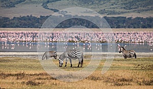 Ngorongoro Conservation Area photo