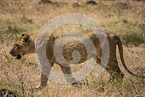 Ngorongoro Conservtion Area, Tanzania - Lion