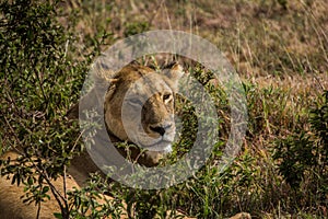 Ngorongoro Conservtion Area, Tanzania - Lion