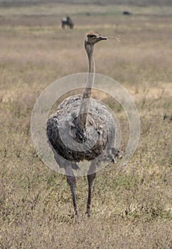 Ngorongoro Conservtion Area, Tanzania - Ostrich