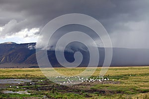 Ngorongoro crater