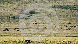 Ngorongoro crater national park panorama with wildlife animals Africa Tanzania