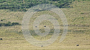 Ngorongoro crater national park panorama with wildlife animals Africa Tanzania