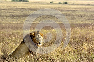 King of animals, lion in his natural environment