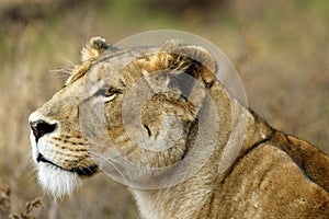 Ngorongoro Lion, Portrait of a Hunter