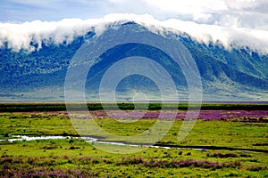 Ngorongoro valley with flowering meadows