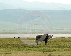 Ngorongoro Waterbuffalo