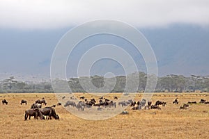 Ngorongoro Wildebeest