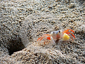 Ngpali Beach Crab