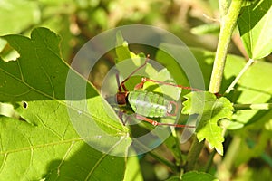 Green and brown locust photo