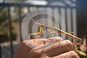 A mantis crawling on leaves.a mantis crawls on a human hand. photo