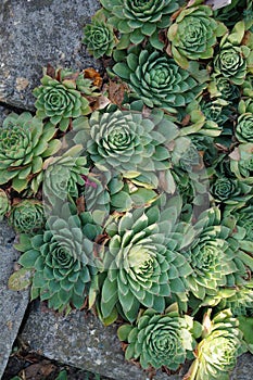 succulents and stones photo