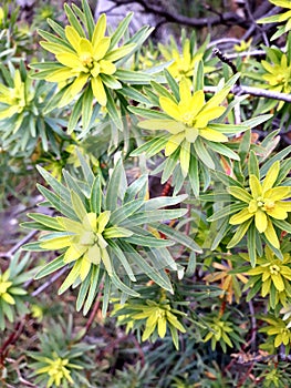 green and yellow plants heralding spring photo
