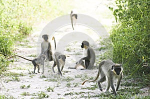 group of monkeys easing a path in Africa photo