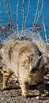 ÃÂngry pregnant cat