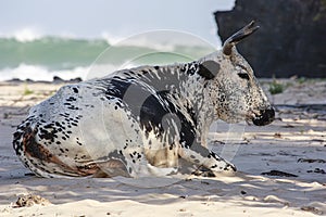 Nguni Bull