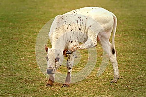 Nguni bull calf in South Africa