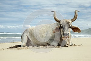 Nguni bull on East Coast Beach