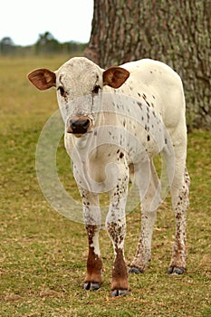 Nguni calf on a farm in South Africa