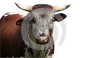 Nguni cattle bull