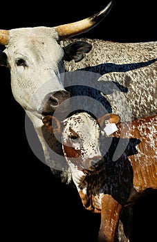 Nguni cow and calf