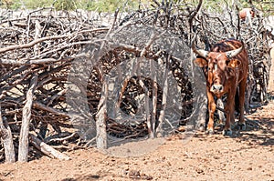 Nguni cow at a kraal in a Himba village photo