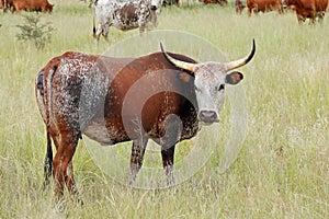 Nguni cow on rural farm - South Africa