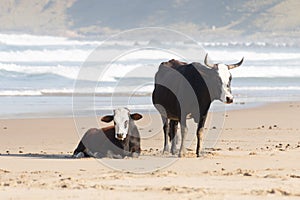 Nguni Cow At The Seaside