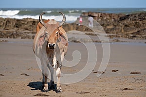 Nguni cow at Second Beach, at Port St Johns on the wild coast in Transkei, South Africa. People clamber on the rocks in the backgr