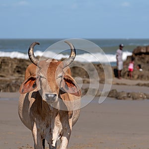 Nguni cow at Second Beach, at Port St Johns on the wild coast in Transkei, South Africa. People clamber on the rocks in the backgr photo
