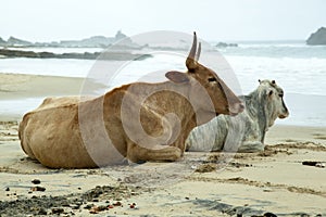 Nguni cows on East Coast Beach