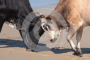 Nguni cows lock horns on the beach, at Second Beach, Port St Johns on the wild coast in Transkei, South Africa. photo