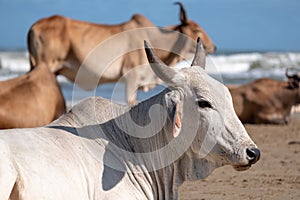 Nguni cows at Second Beach, Port St Johns on the wild coast in Transkei, South Africa.s