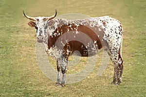 Nguni on a farm in South Africa