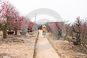 Nhat Tan peach flower gardenNhat Tan peach flower garden befor before Tet. Peach flower is symbol of Vietnamese lunar New Year Tet