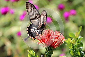 Hungry time Nectar of Butterfly photo