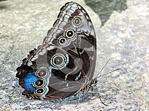 Niagara Common Morpho 2016