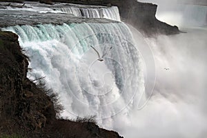 Niagara Falls and Seagulls