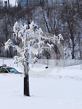 Niagara Falls in the winter - frozen tree