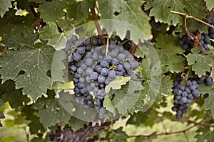 Niagara on the Lake blue concord grapes