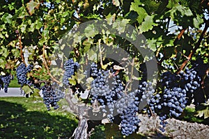 Gamay Noir Grapes - Winery, Ontario, Canada photo