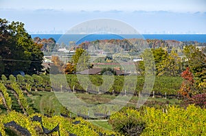 Niagara Region Vineyard Landscape #2