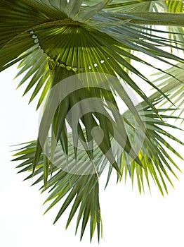 Nib palm leaves with white frame space beautiful green nature art design