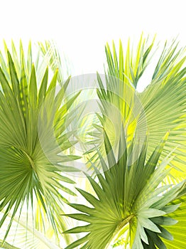 Nib palm leaves with white frame space beautiful green nature art design